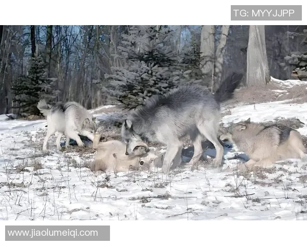 图兵工厂与狼的较量探秘：科技与野性的对决之路